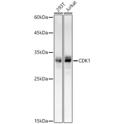 CDK1 Rabbit mAb