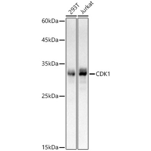 CDK1 Rabbit mAb