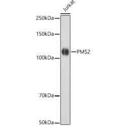 [KO Validated] PMS2 Rabbit mAb