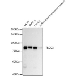 PLOD3 Rabbit mAb