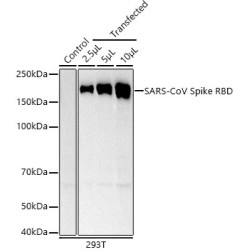 SARS-CoV Spike RBD Rabbit mAb