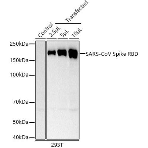 SARS-CoV Spike RBD Rabbit mAb