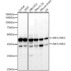 JNK1/2/3 Rabbit mAb