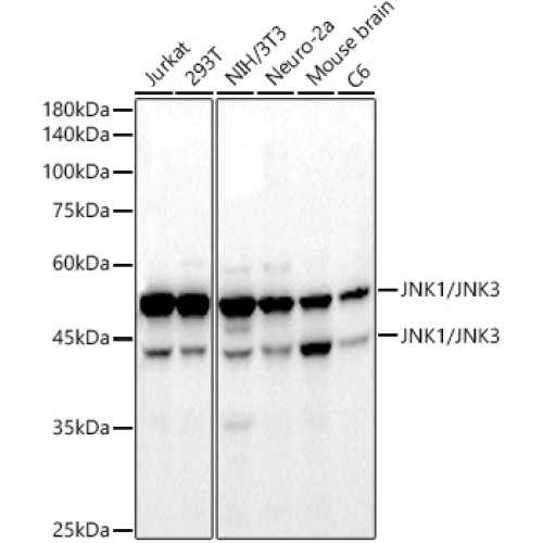 JNK1/2/3 Rabbit mAb