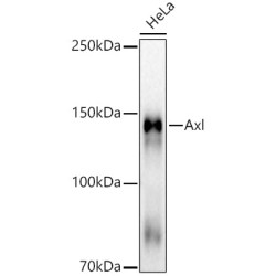 Axl Rabbit mAb