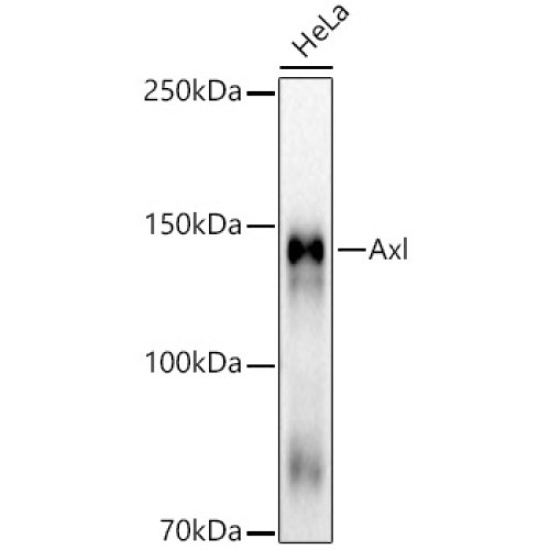 Axl Rabbit mAb