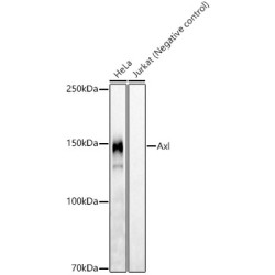 Axl Rabbit mAb