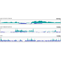 TriMethyl-Histone H3-K27 Rabbit mAb