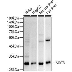 [KO Validated] SIRT3 Rabbit mAb