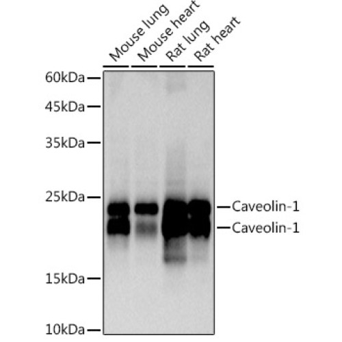 Caveolin-1  Rabbit mAb