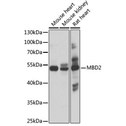 MBD2 Rabbit pAb