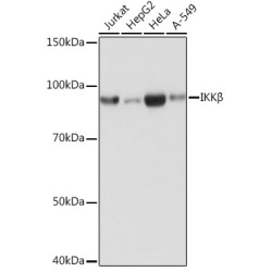IKKβ Rabbit mAb