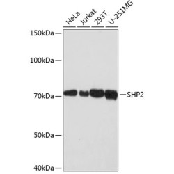 SHP2 Rabbit mAb