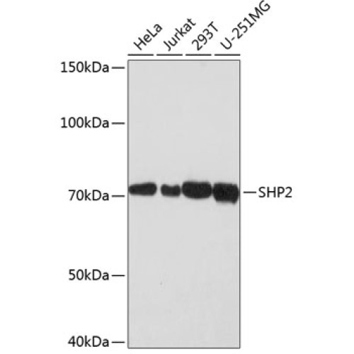 SHP2 Rabbit mAb