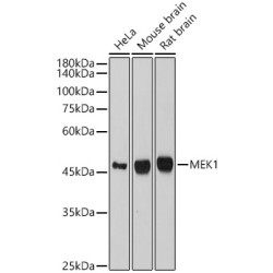 MEK1 Rabbit mAb