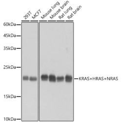 KRAS+HRAS+NRAS Rabbit mAb