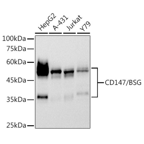 CD147/BSG Rabbit mAb