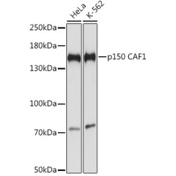p150 CAF1 Rabbit pAb