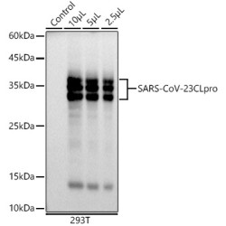 SARS-CoV-2 3CLpro Rabbit mAb