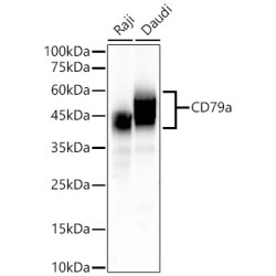 CD79a Rabbit mAb