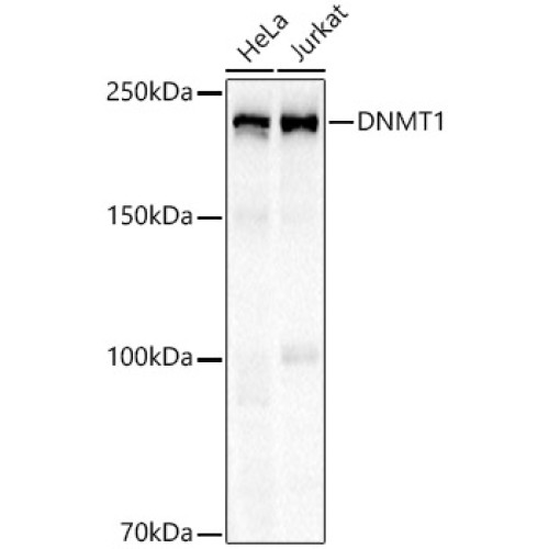 DNMT1 Rabbit mAb