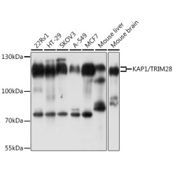 KAP1/TRIM28 Rabbit pAb