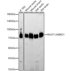 [KD Validated] RHOT1/MIRO1 Rabbit mAb