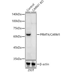 [KO Validated] PRMT4/CARM1 Rabbit pAb