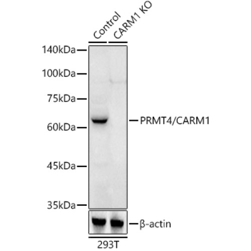 [KO Validated] PRMT4/CARM1 Rabbit pAb