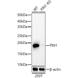 [KD Validated] Pin1 Rabbit mAb