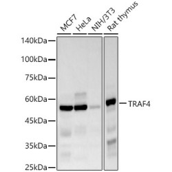 TRAF4 Rabbit mAb