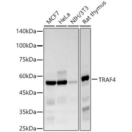 TRAF4 Rabbit mAb
