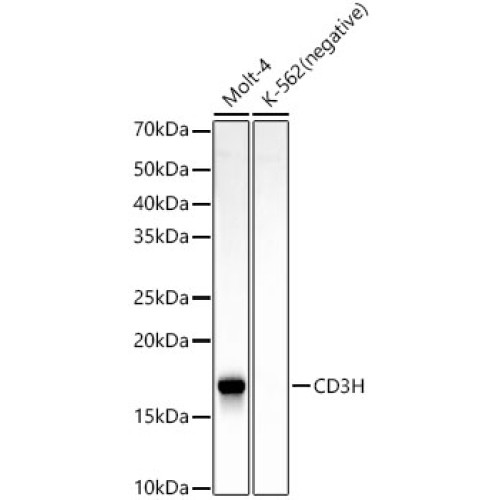 CD3H Rabbit mAb