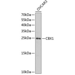 CBX1 Rabbit pAb