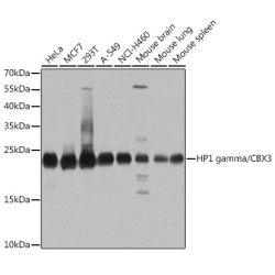 [KO Validated] HP1 gamma/CBX3 Rabbit pAb
