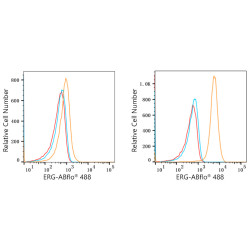 ABflo® 488 Rabbit anti-Human ERG mAb
