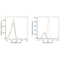ABflo® 647 Rabbit anti-Human ERG mAb