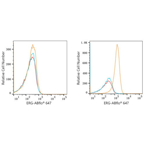 ABflo® 647 Rabbit anti-Human ERG mAb
