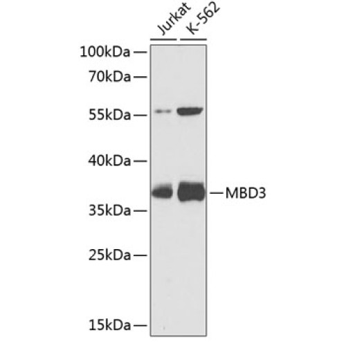 MBD3 Rabbit pAb