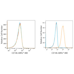 ABflo® 488 Rabbit anti-Human CD146 mAb