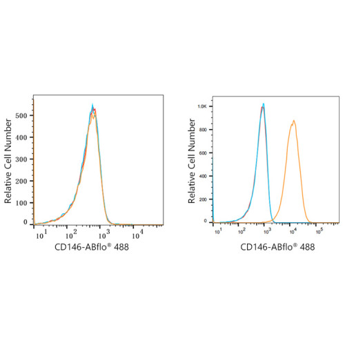 ABflo® 488 Rabbit anti-Human CD146 mAb