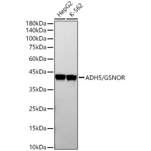 ADH5/GSNOR Rabbit mAb