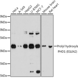 Prolyl hydroxylase PHD1 (EGLN2) Rabbit pAb