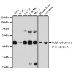 Prolyl hydroxylase PHD1 (EGLN2) Rabbit pAb