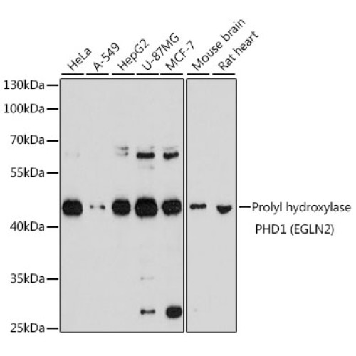 Prolyl hydroxylase PHD1 (EGLN2) Rabbit pAb
