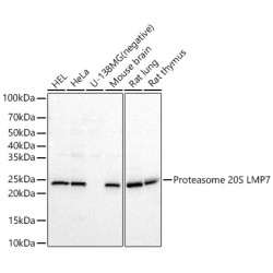 Proteasome 20S LMP7 Rabbit pAb