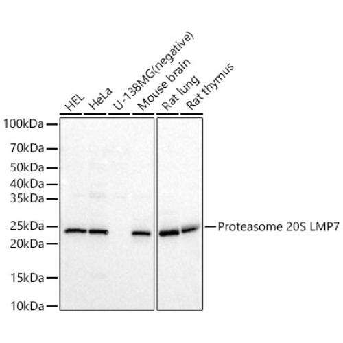 Proteasome 20S LMP7 Rabbit pAb