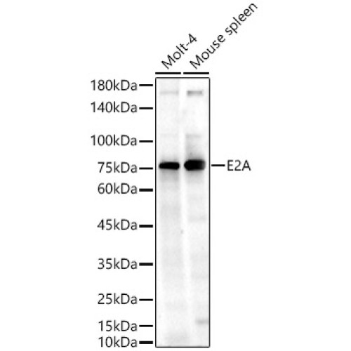 E2A Rabbit pAb