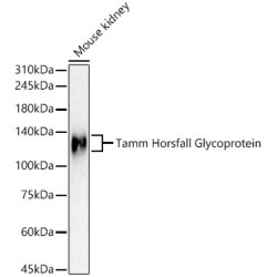 Tamm Horsfall Glycoprotein Rabbit pAb