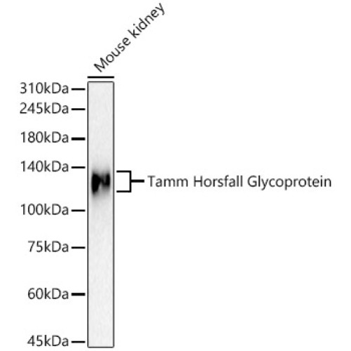 Tamm Horsfall Glycoprotein Rabbit pAb